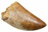 Serrated, Carcharodontosaurus Tooth - Real Dinosaur Tooth #351654-1